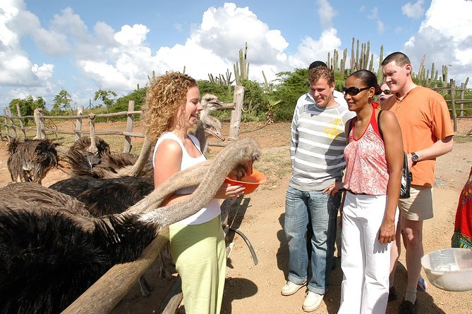 Discover the Aruba Ostrich Farm on this Guided Tour with Lunch