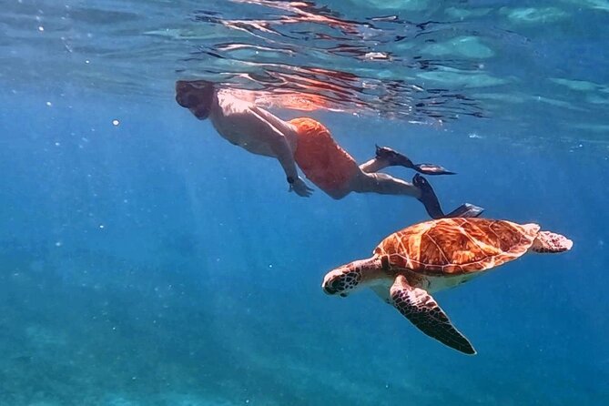 Private Turtle Spotting Snorkeling Excursion in Aruba