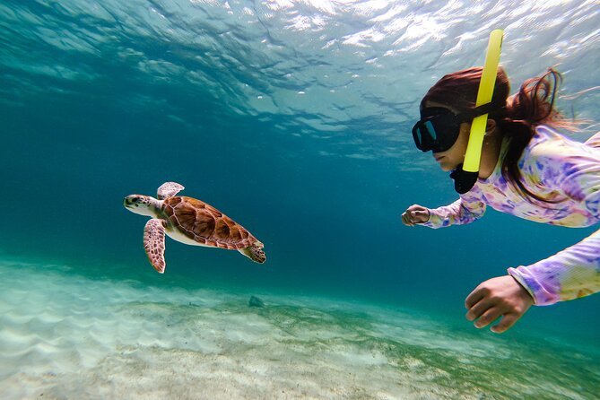 Turtle Snorkeling Guided Tour in Tres Trapi, Malmok Aruba