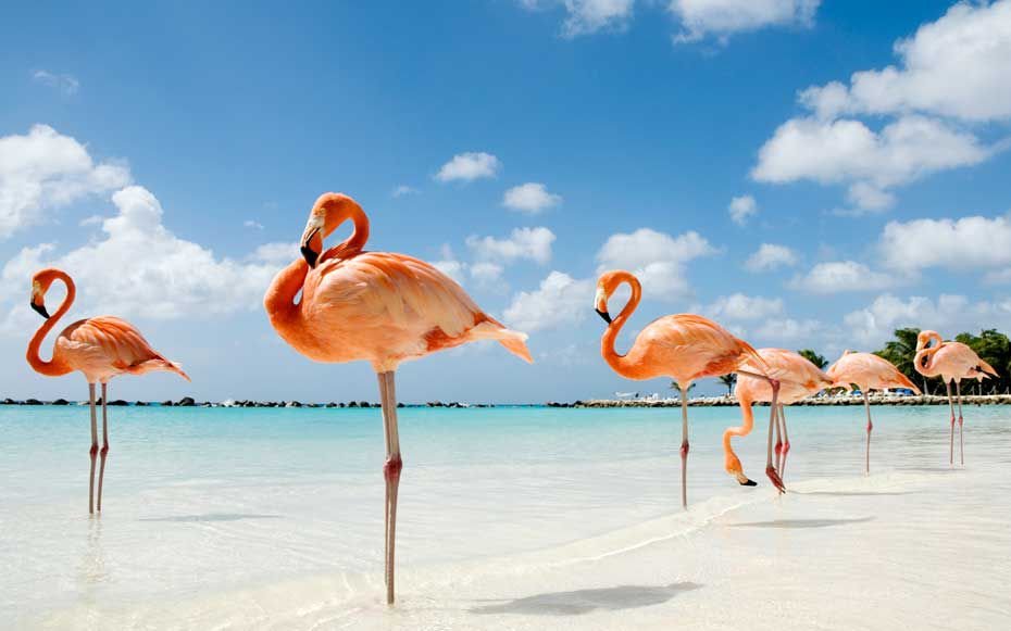 Flamingo Beach Aruba