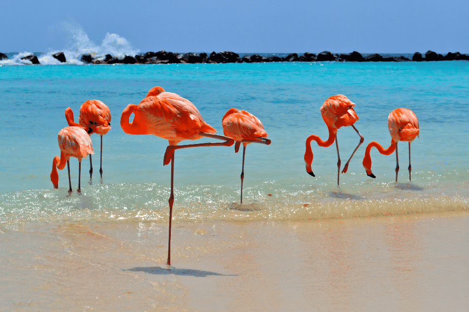 flamingos in aruba