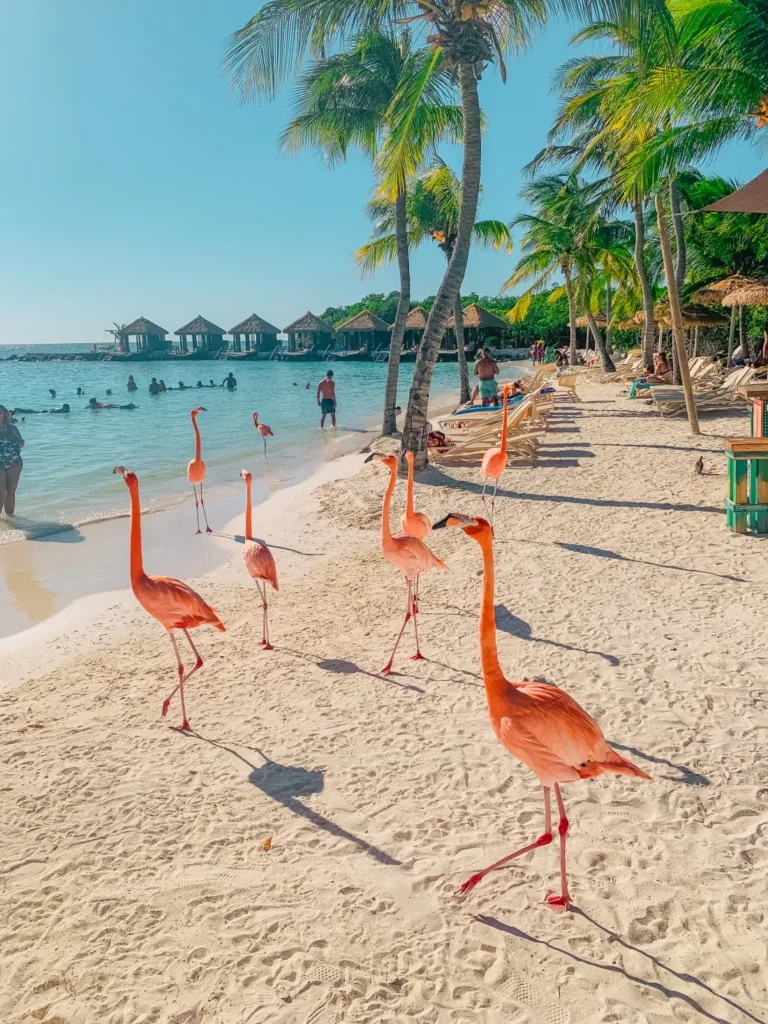 flamingos in aruba