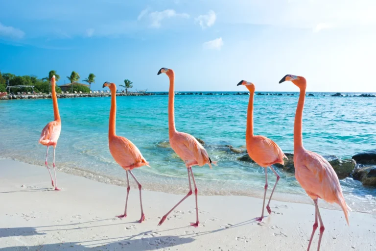 Flamingo Beach Aruba