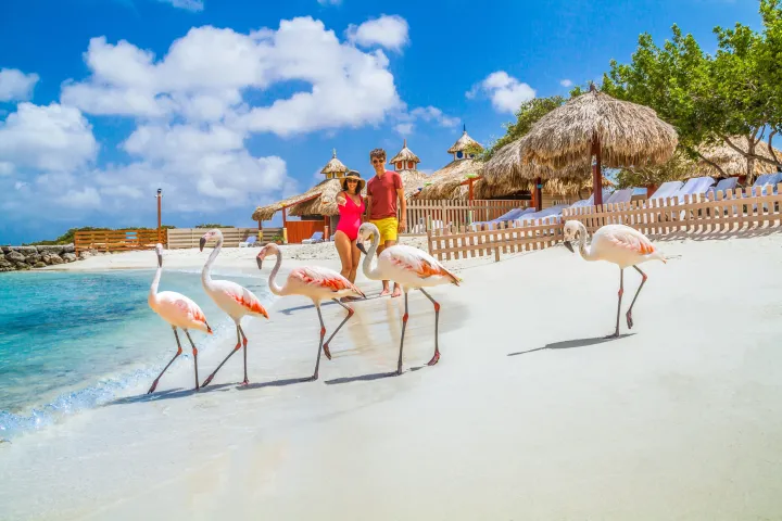 flamingos in aruba