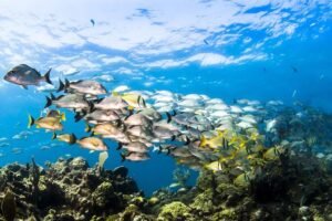 Small Group Snorkeling at Mangel Halto Aruba