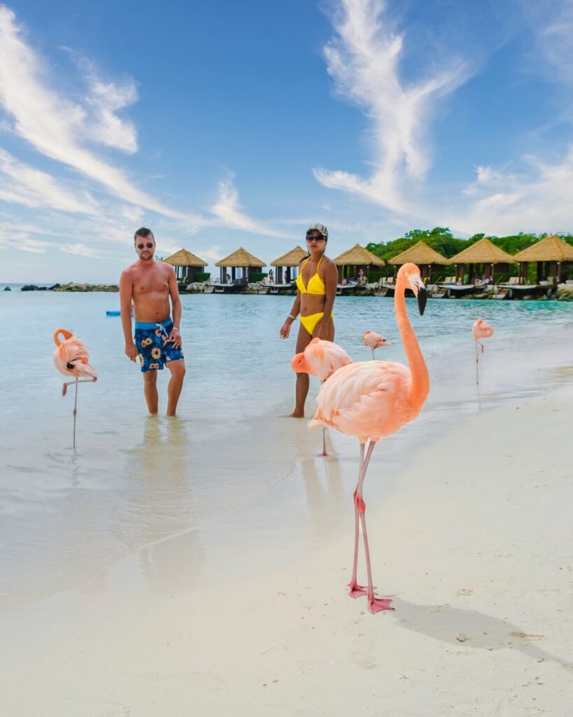 Couple of men and women on the Aruba beach with pink flamingos Aruba Island Caribbean.